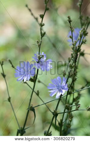 Blue Flowers Of Chicory On A Summer Meadow Close Up