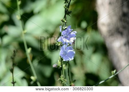 Blue Flowers Of Chicory On A Summer Meadow Close Up