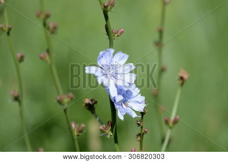 Blue Flowers Of Chicory On A Summer Meadow Close Up