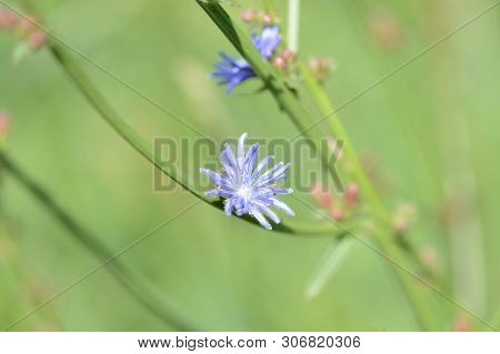 Blue Flowers Of Chicory On A Summer Meadow Close Up