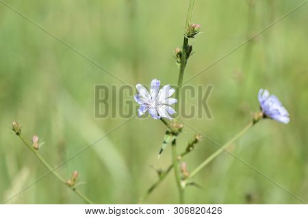 Blue Flowers Of Chicory On A Summer Meadow Close Up