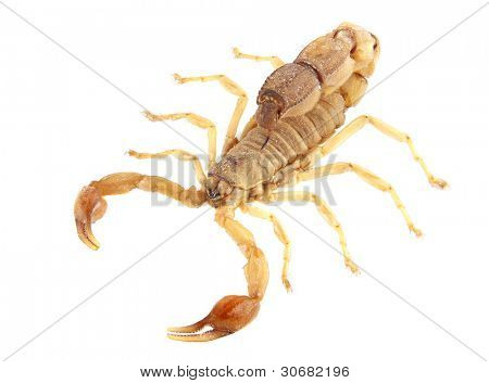 Giftige scorpion androctonus australis isoleret på hvid baggrund