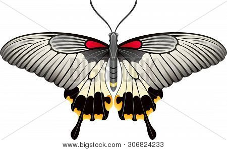 Papilio Lowi Butterfly Vector Image For Web Design And Print