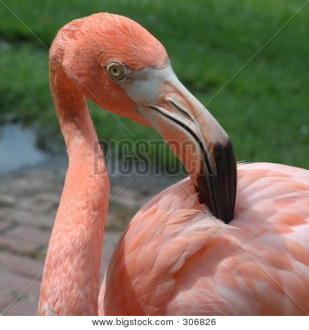 Pink Flamingo Grooming