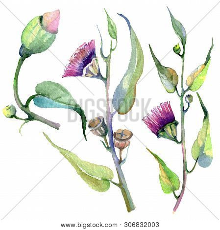 Red Eucaliptus Floral Botanical Flowers. Watercolor Background Set. Isolated Eucaliptus Illustration