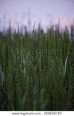 Horsetail.