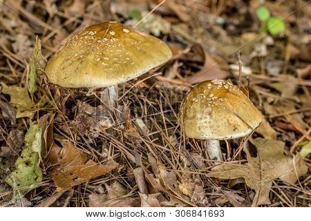 Mushrooms In The Wild Growing In The Grass, Forest Mushrooms