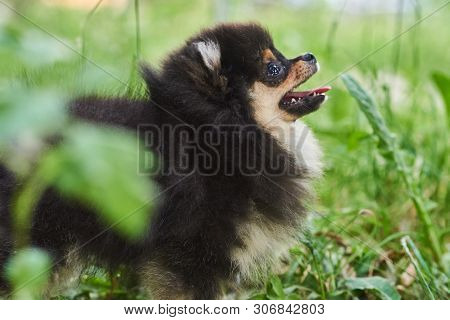 Dark Cute Puppy Spitz On The Street. For All Purposes
