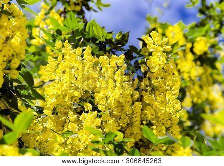 A Branch With Lush Flowers Of Yellow Acacia Caragana Arborescens On The Background The Blue Sky