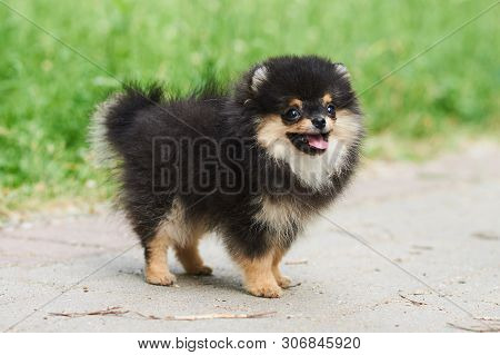 Dark Cute Puppy Spitz On The Street. For All Purposes