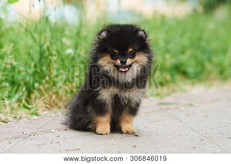 Dark Cute Puppy Spitz On The Street. For All Purposes