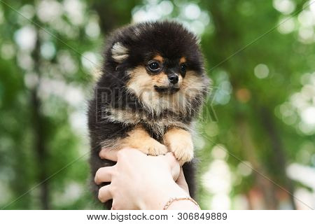 Dark Cute Puppy Spitz On Hand. For All Purposes