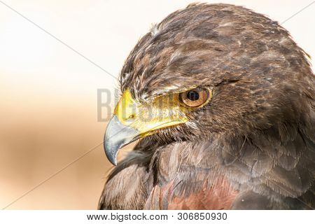 raptor eagle, diurnal bird of prey with beautiful plumage and yellow beak