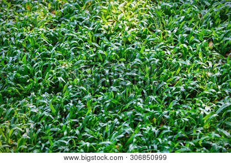 Background Of Green Grass (axonopus Compressus) On Morning