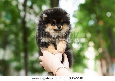 Dark Cute Puppy Spitz On Hand. For All Purposes