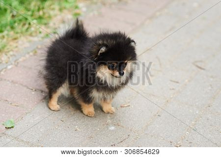 Dark Cute Puppy Spitz On The Street. For All Purposes