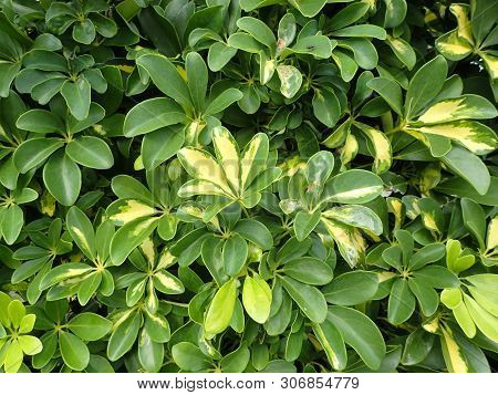 Green And Yellow Tropical Umbrella Tree Plant (schefflera Actinophylla), Nature Background.
