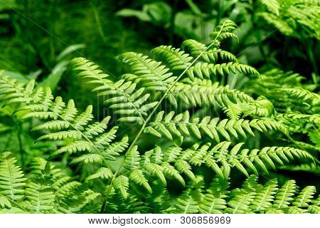 Beautyful Ferns Leaves Green Foliage Natural Floral Fern Background In Sunlight