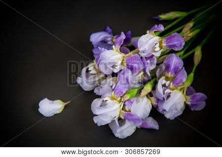 Beautiful Blue Fleuret- Iris. It Is On Black Background.