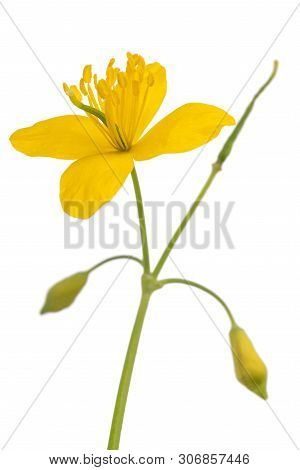 Greater Celandine Isolated On A White Background