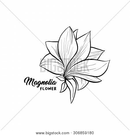 Magnolia Flower In Blossom, Beautiful Home Decor And Interior Design, Isolated Illustration Vector. 