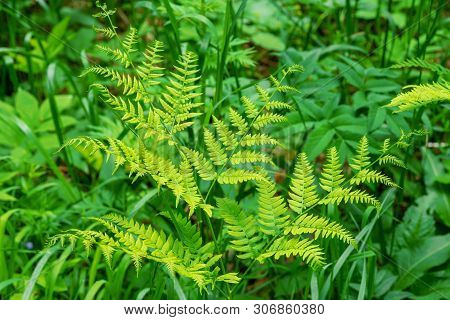 Beautyful Ferns Leaves Green Foliage Natural Floral Fern Background In Sunlight