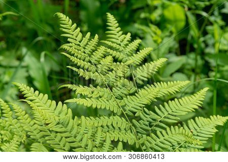 Beautyful Ferns Leaves Green Foliage Natural Floral Fern Background In Sunlight