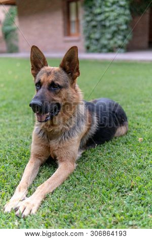 Sherman Shepherd Dog