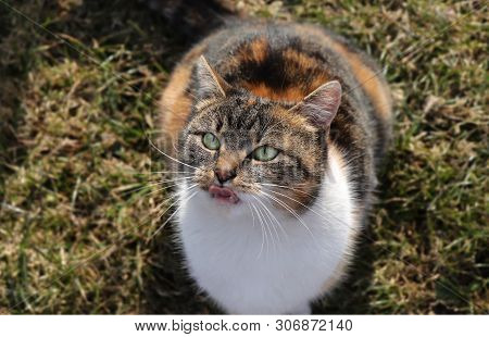 Domestic Cat Is Looking Closely At A Treat In My Hand. She Lashs Tail Back And Forth. Felis Catus Sh