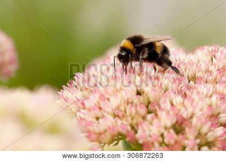 Funny Bee Works By Collecting Nectar From Flowers In A Summer Park Or Garden