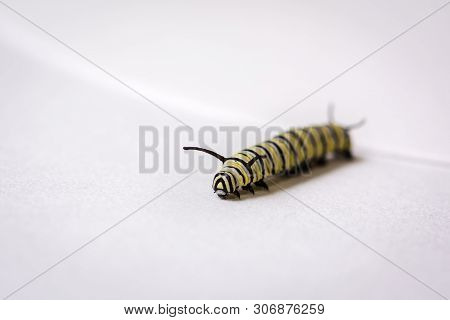 Hungry Monarch Larvae Moving Across A Whit Background