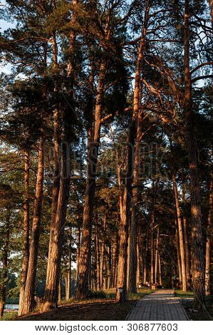 Pines On The Lake At Sunset. Beautiful View Of The Biale Lake, Poland In Hot Summer