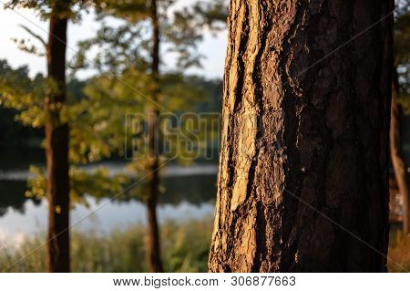 Pines On The Lake At Sunset. Beautiful View Of The Biale Lake, Poland In Hot Summer
