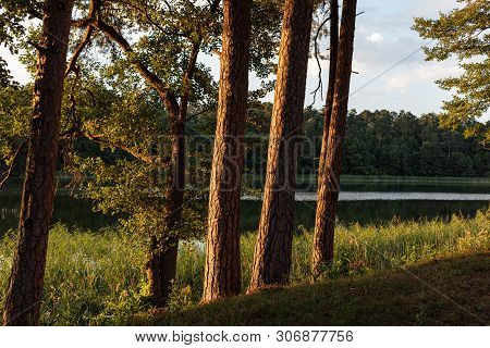 Pines On The Lake At Sunset. Beautiful View Of The Biale Lake, Poland In Hot Summer