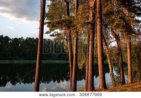 Pines On The Lake At Sunset. Beautiful View Of The Biale Lake, Poland In Hot Summer