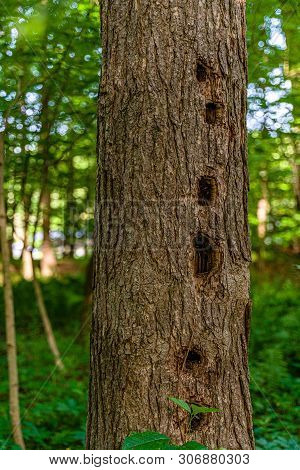 Ree Trunk With Several Hollows Made By Woodpecker In The Wild Forest Between Neversink River, Tribut