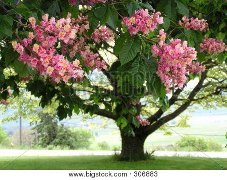 Vaaleanpunainen Horse Chestnut