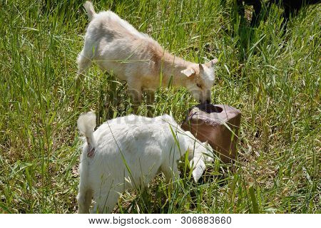 Two Baby Kid Goats Licking Salt Lick In Grass Of Summer Pasture