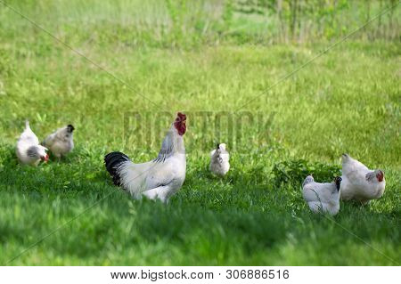 Rooster And Chickens On Green Grass. Free Chicken.