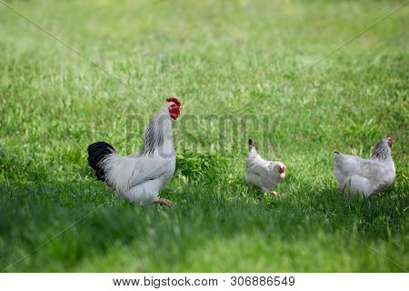 Rooster And Chickens On Green Grass. Free Chicken.