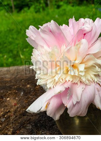 Soft Pink Peonie Outdoor, Weding 8th March Postcard