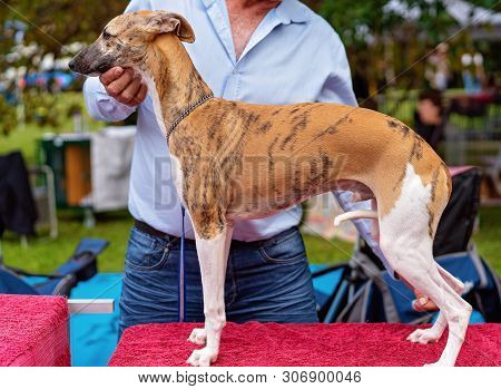 whippet show leads