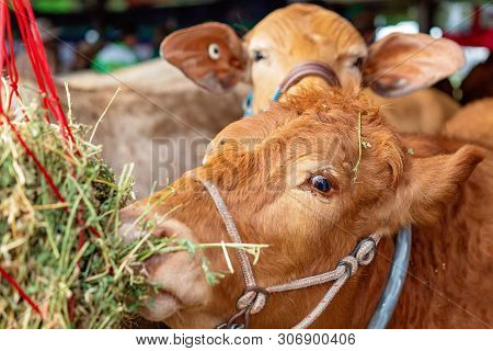 Close Up Of The Expression On The Face Of A Cow At A Country Fair Eating Grass Prior To Being Judged