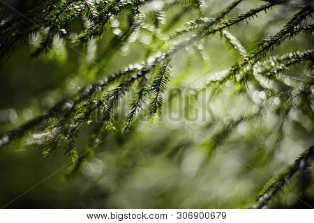 Blurred Background  With Green Fir-tree Branches And Bokeh