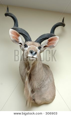 Kudu montare 1