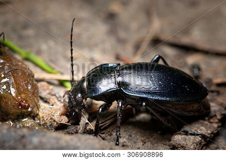 A Violet Ground Beetle Eating A Slug