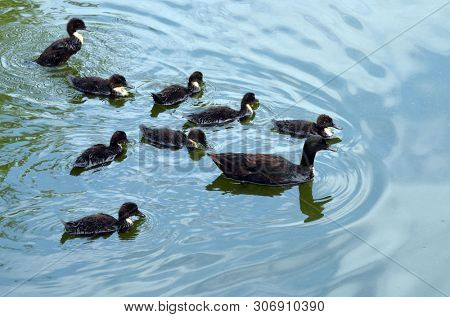 Duck family.Duck and ducklings on the pond. Eastern Europe