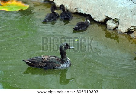 Duck family.Duck and ducklings on the pond. Eastern Europe