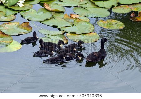 Duck family.Duck and ducklings on the pond. Eastern Europe