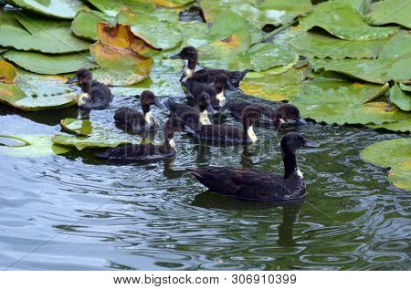 Duck family.Duck and ducklings on the pond. Eastern Europe